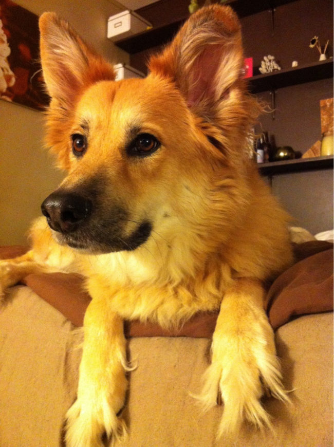 Golden-German shepherd mix