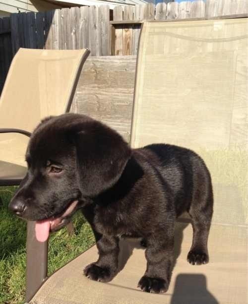 Chocolate corgador (corgi-Labrador)