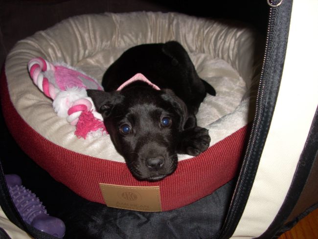 Labrador-Weimaraner mix