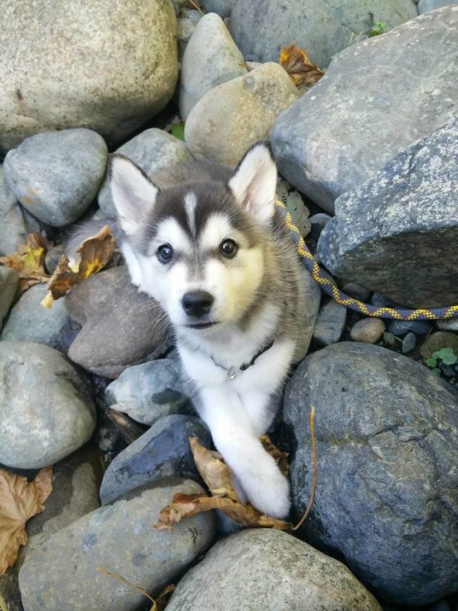 Korean Jindo-husky mix