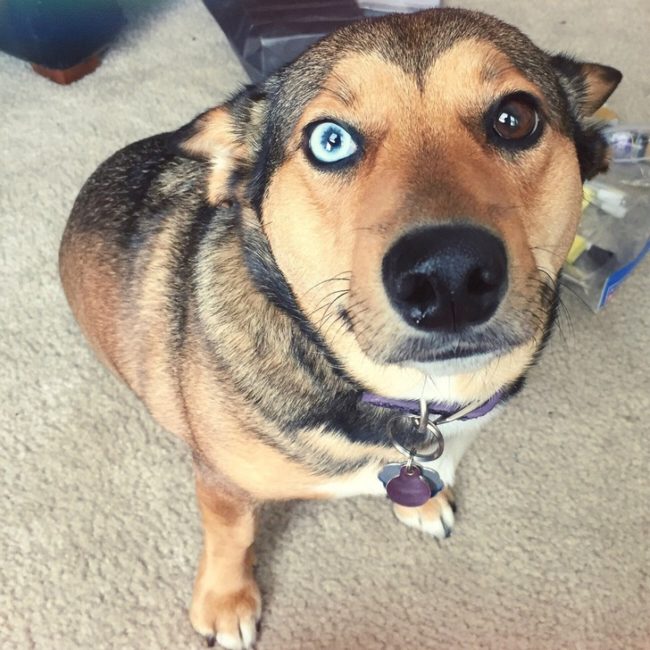 German shepherd-corgi mix