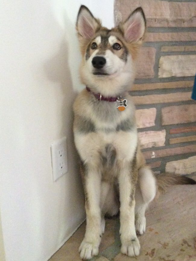 Wolf-malamute mix