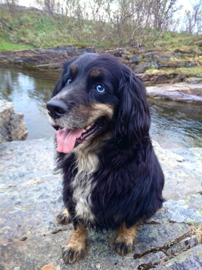 Cocker spaniel-husky-German shepherd mix