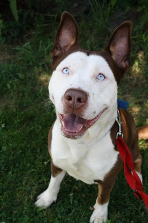 Pit bull-husky mix