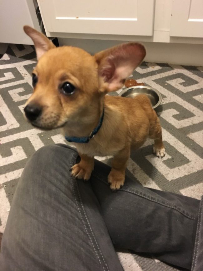 Corgi-cattle dog mix