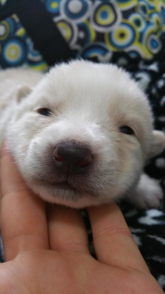 Husky...polar bear mix?