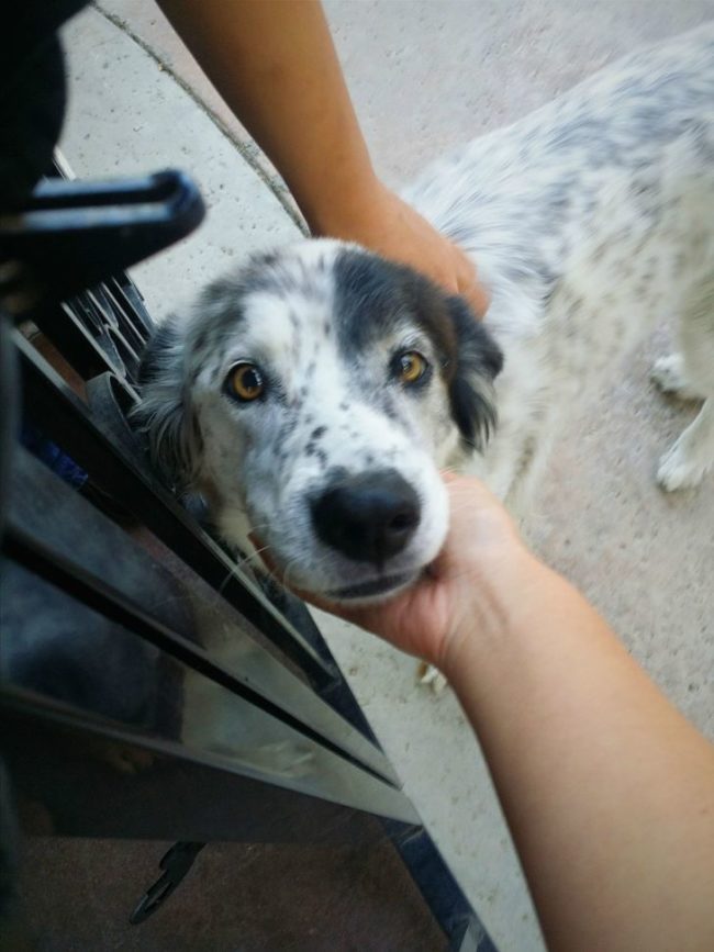 Border collie-Lab mix