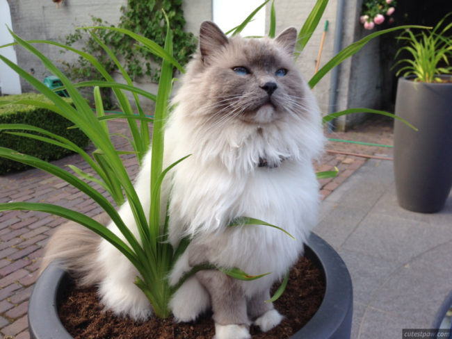 That's not a litter box, but this cat's helping fertilize her owner's plants.