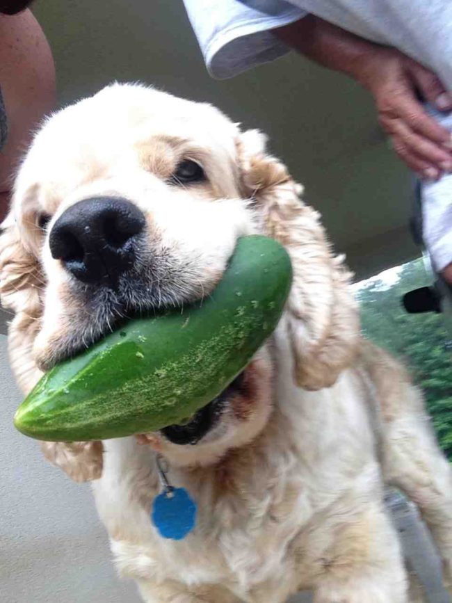 "I picked you the biggest cucumber I could find."