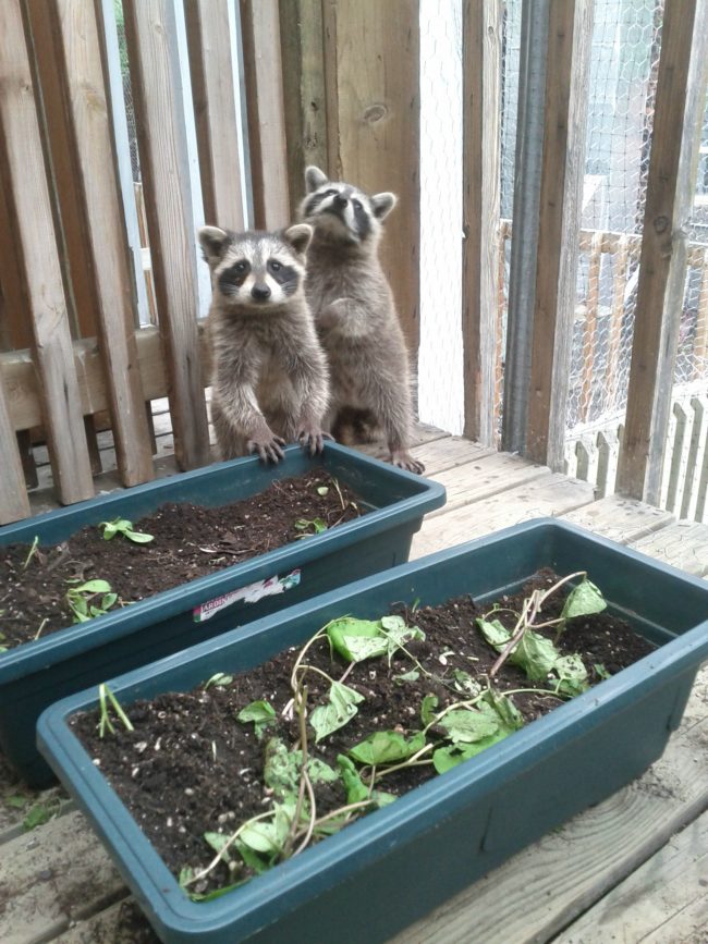 "We weren't stealing your plants, we were helping them grow."