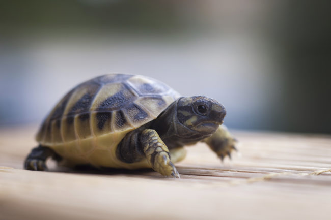 "I was bitten by a turtle when I was a young lad. Should I still drink orange juice?"