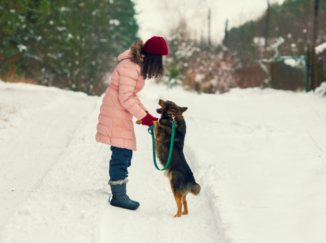 Play with your dog before starting your walk.