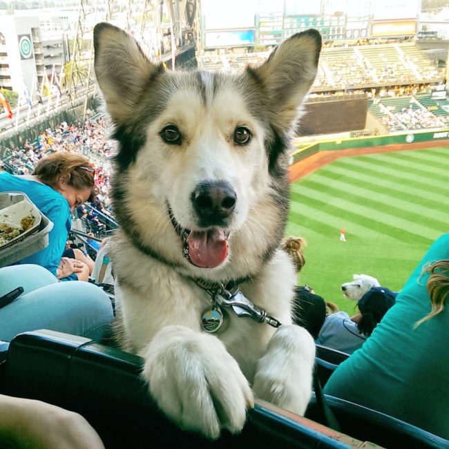 Husky-malamute mix