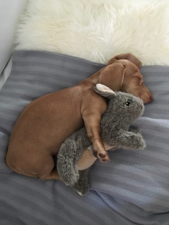 This dog's got a pretty tight grip (so it's probably a good thing the bunny's stuffed).