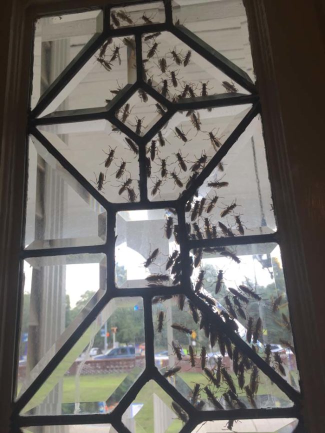 This large swarm of nope was spotted hanging out on his office window yesterday afternoon. Those are some giant wasps.