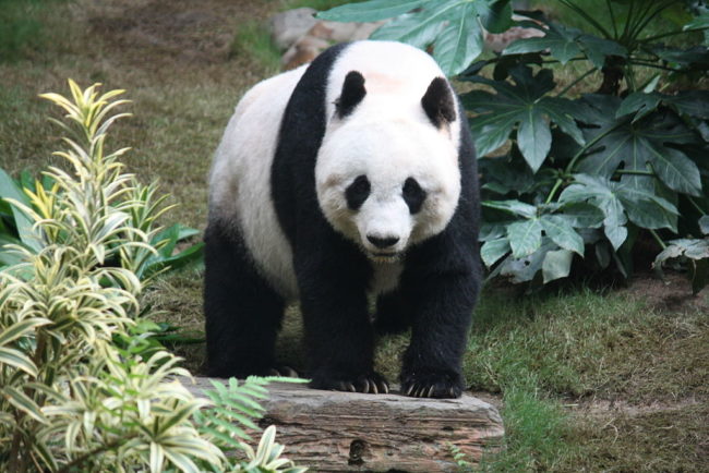 According to <a href="http://www.iucnredlist.org/current-news" target="_blank">IUCN Red List</a>, the giant panda has gone from being listed as endangered to being listed as vulnerable. I mean, aren't we all?