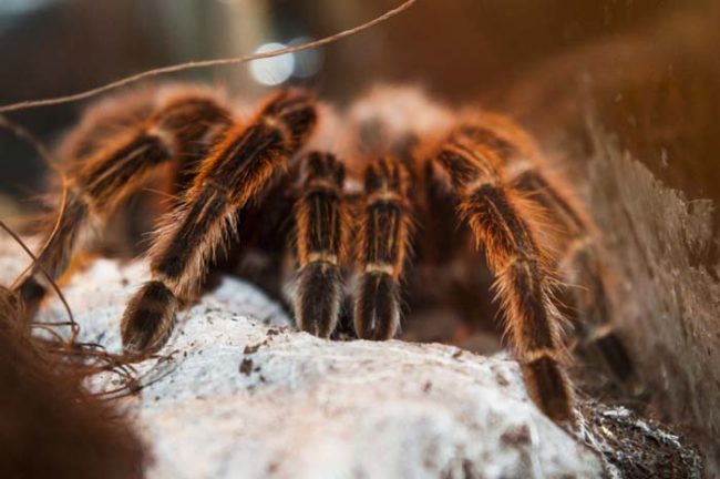 Hikers in the nearby Santa Monica Mountains are likely to encounter more than their fair share of wild tarantulas on the hunt for mates over the next few weeks.