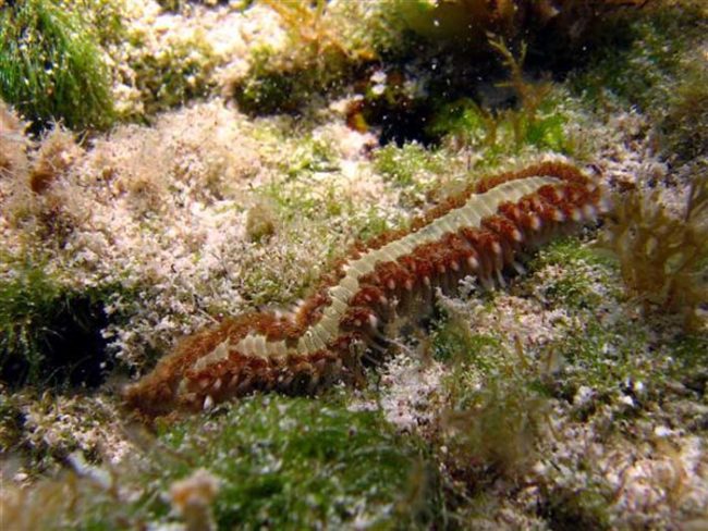 The bearded fireworm is a kind of marine bristleworm native to the Atlantic Ocean and Mediterranean Sea.