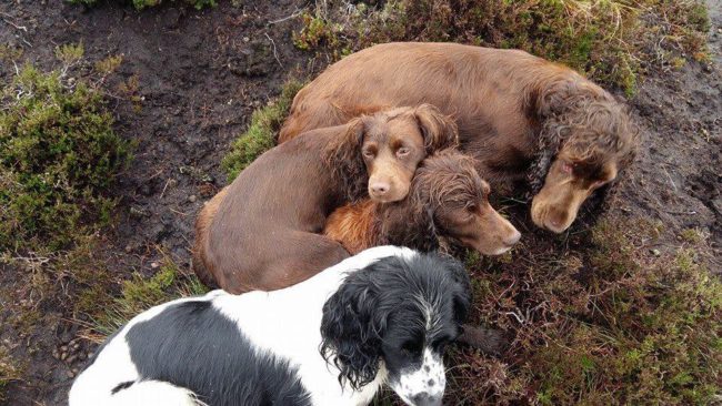 This is Karen's team of hunting dogs prior to Jazz's disappearance.
