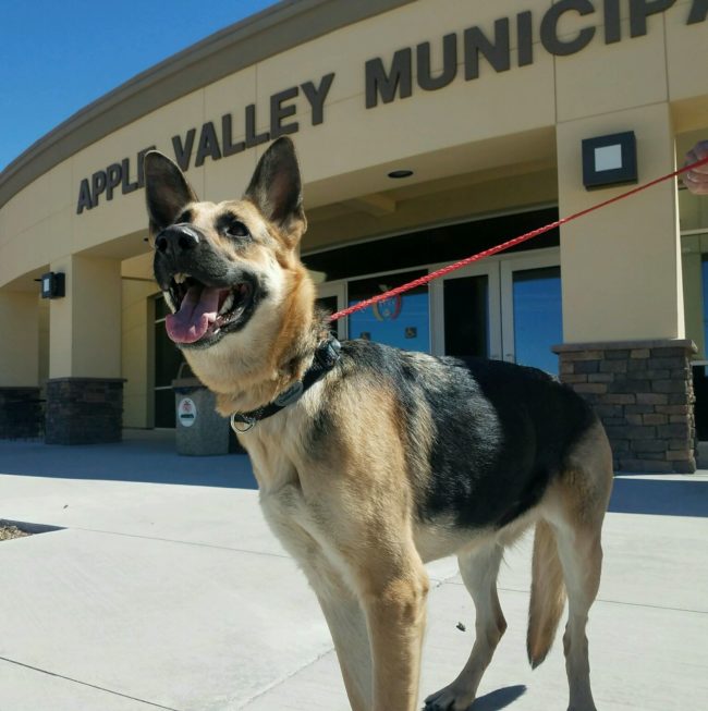 When Ginger's owner surrendered the two-year-old German shepherd to <a href="https://www.facebook.com/AVAnimals/" target="_blank">Apple Valley Animal Shelter</a>, he was homeless and knew he could no longer care for his puppy princess.