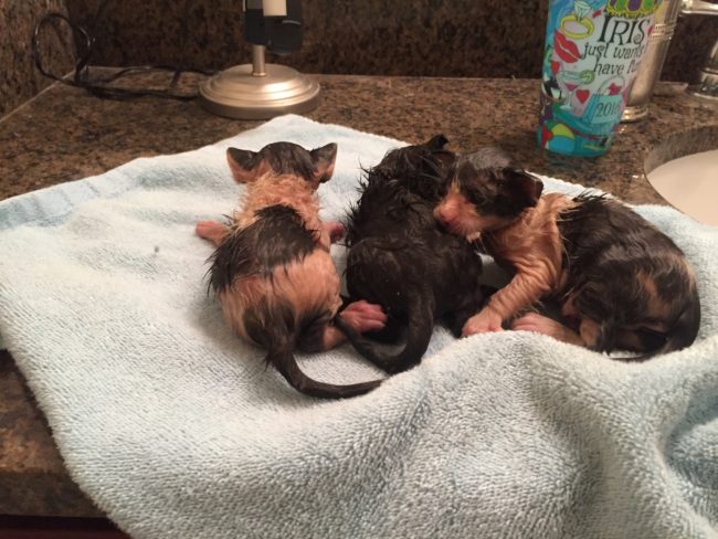 The poor things were absolutely soaked, so she immediately dried them off and bundled them up for warmth.