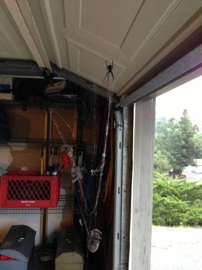 And you would be right to think that! This is the scene that one Redditor's friend walked in on last summer. That's a massive black widow spider that has managed to capture an almost equally large tarantula in its web.