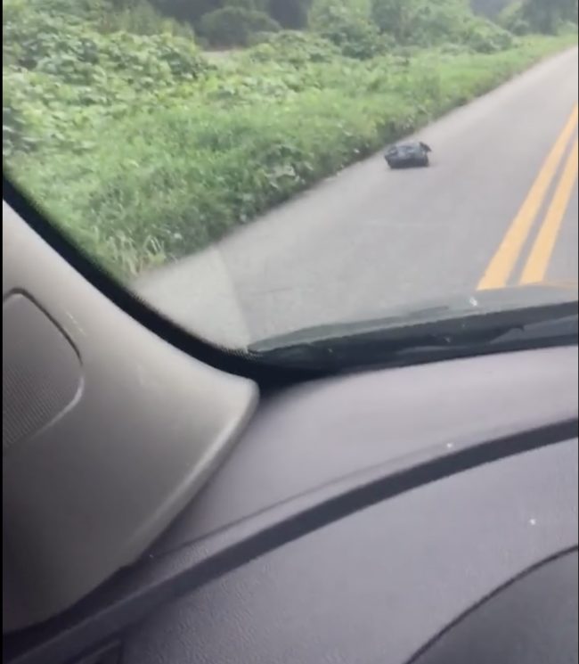 While driving to work, Malissa Lewis noticed a trash bag moving on the side of a quiet road.