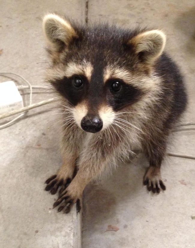 If you give a raccoon a cookie, he'll think he's human too.