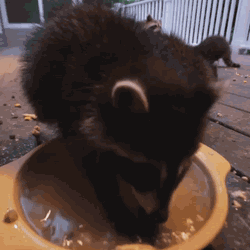 If you give a raccoon a cookie, he'll ask you for a drink. 