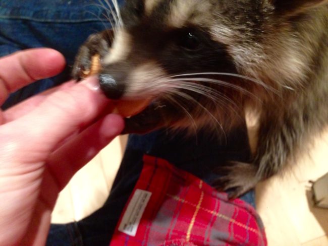 If you give a raccoon a cookie, even just a bite...