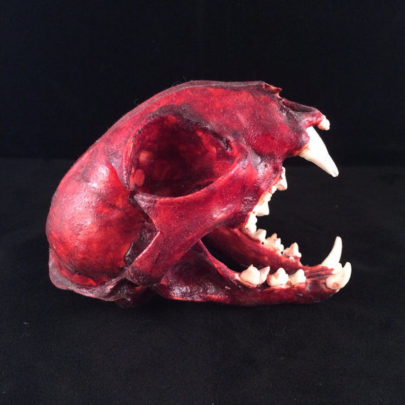 I've always wanted my own <a href="https://www.etsy.com/listing/181660149/real-bobcat-skull-skinned?ga_order=most_relevant&amp;ga_search_type=all&amp;ga_view_type=gallery&amp;ga_search_query=real%20cat%20skull&amp;ref=sr_gallery_3" target="_blank">real bobcat skull</a>!