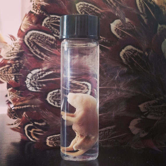 No home is complete unless it's decorated with <a target="_blank" href="https://www.etsy.com/listing/449045880/wet-specimen-deformed-fetal-mouse-in?ga_order=most_relevant&amp;ga_search_type=all&amp;ga_view_type=gallery&amp;ga_search_query=oddities&amp;ref=sr_gallery_15">preserved fetal mice</a>.