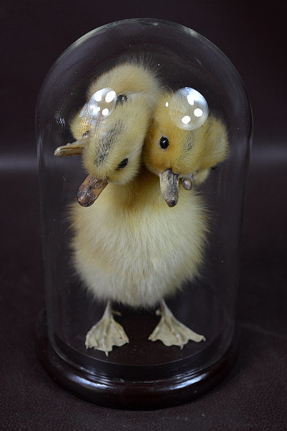 Why buy a <a target="_blank" href="https://www.etsy.com/listing/261488282/taxidermy-of-5-head-freak-duckling-made?ref=unav_listing-other">taxidermy duckling</a> with a single head when you can find one with five of them?
