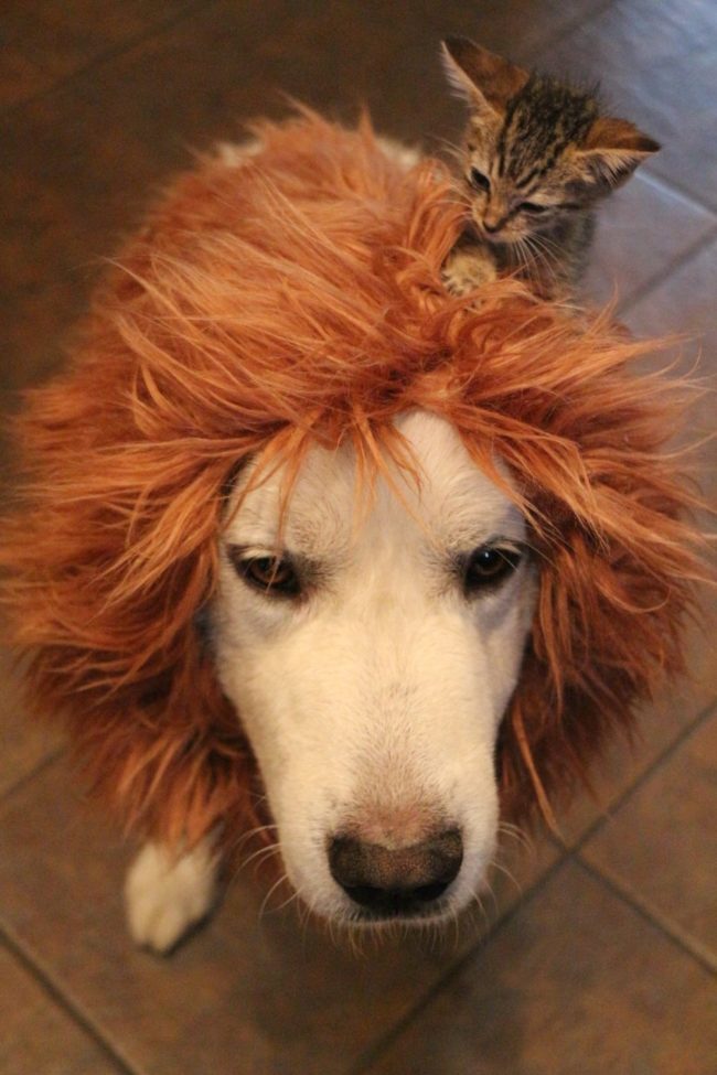 Or just make your cat super jealous by getting one for your <a href="https://www.amazon.com/Lion-Mane-Costume-Big-Dog/dp/B010E6UF4A/ref=sr_1_6?ie=UTF8&amp;qid=1475503733&amp;sr=8-6&amp;keywords=lion+mane+for+dogs?_encoding=UTF8&amp;tag=vira0d-20" target="_blank">dog</a> instead.