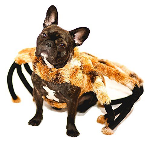 This is the most adorable <a target="_blank" href="https://www.amazon.com/Spider-Tarantula-Costume-Halloween-TarantuLucy/dp/B01LZW4GYR/ref=sr_1_3?s=pet-supplies&amp;ie=UTF8&amp;qid=1475462176&amp;sr=1-3&amp;keywords=dog+spider+costume&amp;refinements=p_72%3A2661618011?_encoding=UTF8&amp;tag=vira0d-20%20">spider</a> I've ever seen.