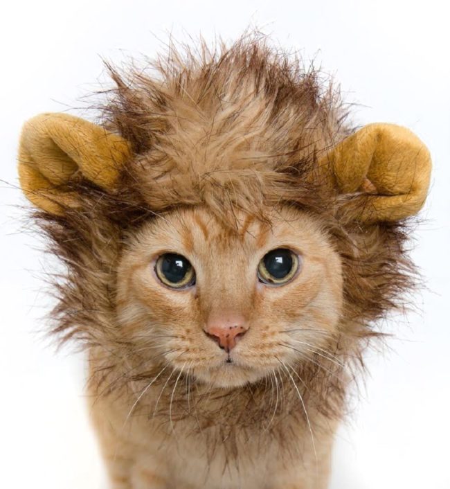 Turn your kitty into the glorious creature he was always meant to be with this <a href="https://www.amazon.com/Lion-Costume-Complimentary-Feathered-Catnip/dp/B010E4TAKW/ref=sr_1_2?s=pet-supplies&amp;ie=UTF8&amp;qid=1475463613&amp;sr=1-2&amp;keywords=lion+mane+for+cat?_encoding=UTF8&amp;tag=vira0d-20" target="_blank">lion mane</a>.