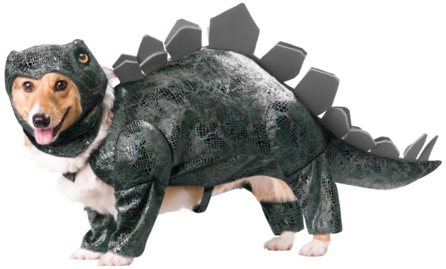 Your prehistoric cutie is sure to get tons of treats in this <a href="https://www.amazon.com/Animal-Planet-PET20105-Stegosaurus-Costume/dp/B007IVVA7G/ref=pd_sbs_199_28?ie=UTF8&amp;psc=1&amp;refRID=AGW4XNC5GBJFMJAGH5WA?_encoding=UTF8&amp;tag=vira0d-20" target="_blank">outfit</a>.