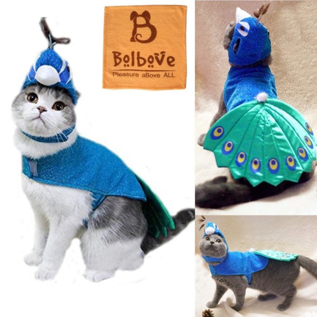 Your cat already prances around like a <a href="https://www.amazon.com/BroBear-Peacock-Costume-Small-Dogs/dp/B00ZY1HDHS/ref=pd_sbs_199_8?ie=UTF8&amp;psc=1&amp;refRID=JN45R2PY439HST4EMT7W?_encoding=UTF8&amp;tag=vira0d-20%20" target="_blank">peacock</a> anyway, so why not try this look?