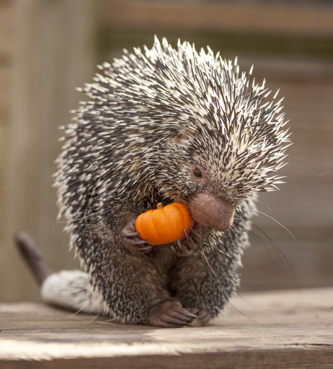 I wonder if this little guy makes cute noises while he eats like our friend <a href="https://funnymodo.com/talking-porcupine/" target="_blank">Teddy Bear</a> does.