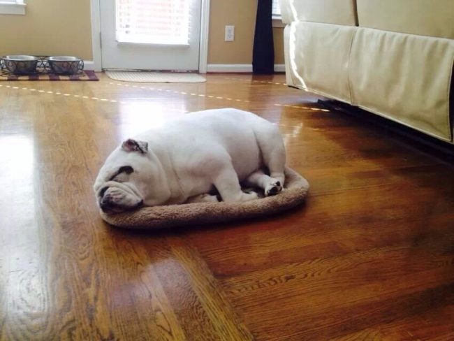 "Does this cat bed make me look fat?"