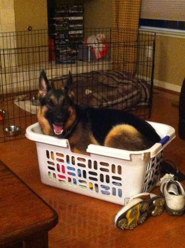 Yes, you fit in the basket. No, it's not a bed. 