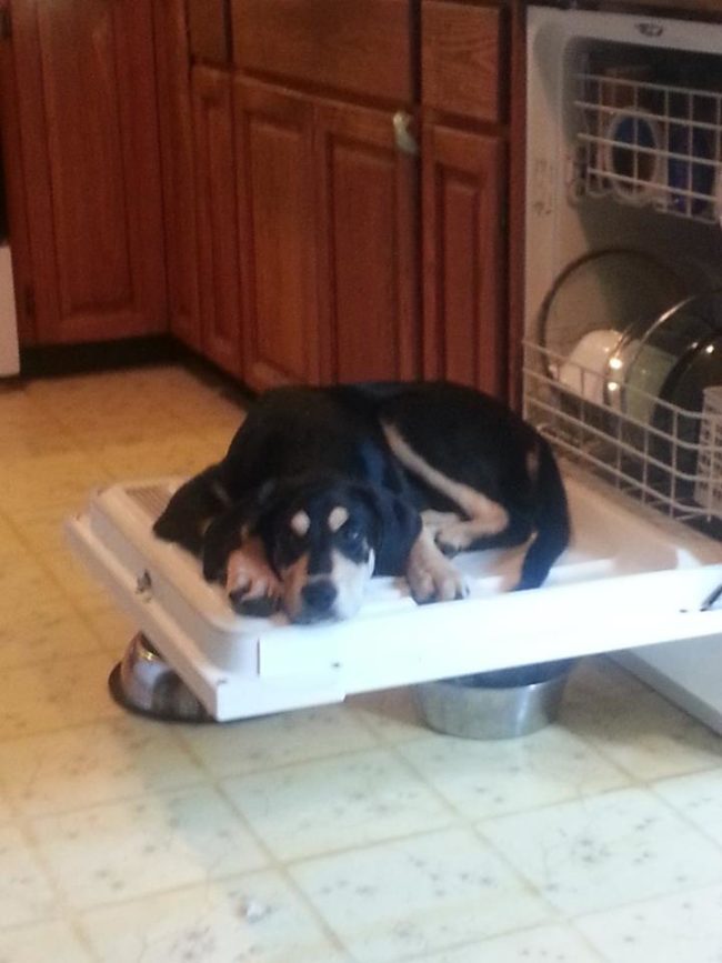 I don't care what this dog says. Dishwasher doors are not beds.