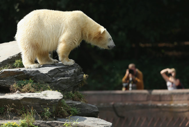 If you've ever seen polar bears at the zoo, you've probably noticed how sad they look.