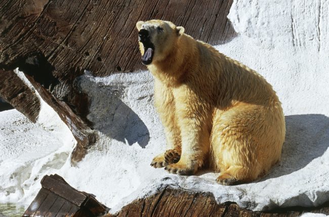 For that reason (among others), more and more polar bears are finding themselves in zoos, totally out of their element.
