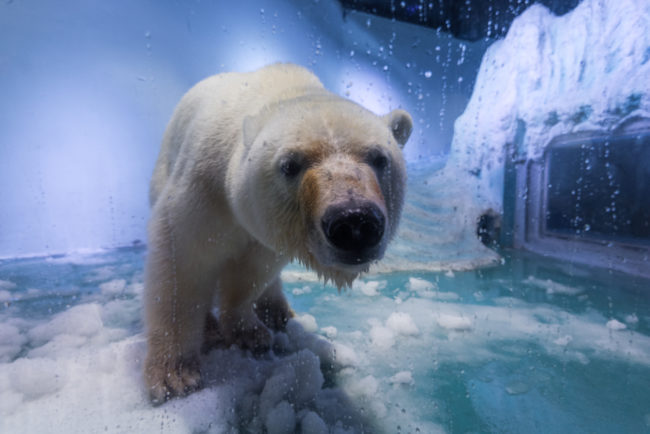 Meet Pizza, one of two polar bears housed at the Grandview Mall Aquarium in Guangzhou, China.