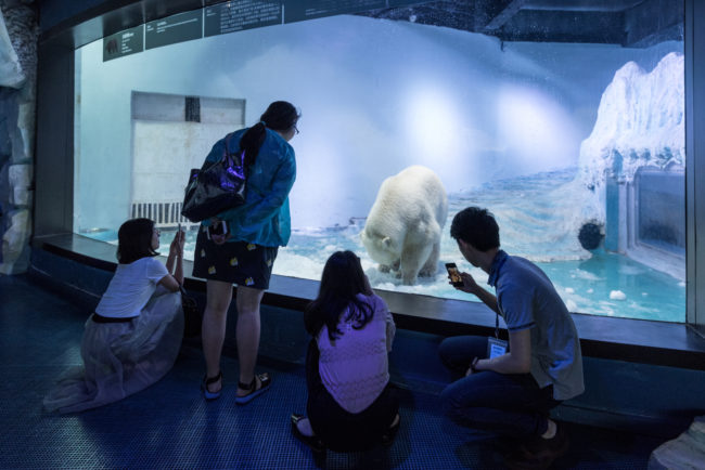 The two bears are being used and abused for amusement and are beginning to show signs of mental distress.