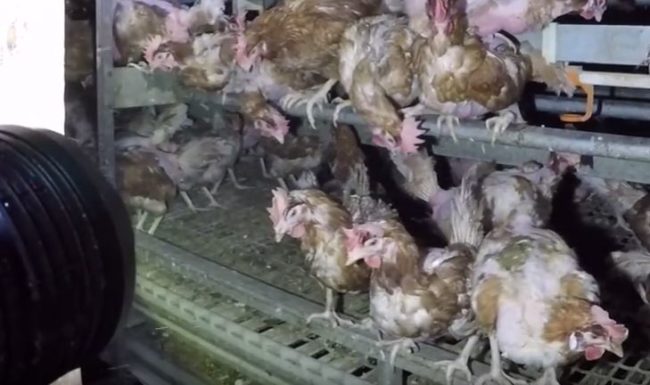 However, this is what it really looks like inside cage-free farms used by Costco and other retailers.