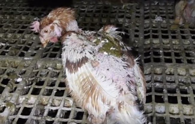 On these types of farms, cannibalism among hens has recently gone up by <a href="http://www.huffingtonpost.com/entry/theyre-being-eaten-alive-what-i-saw-in-a-cage_us_580a5aefe4b0b1bd89fdb1d0" target="_blank">3,000 percent</a>.