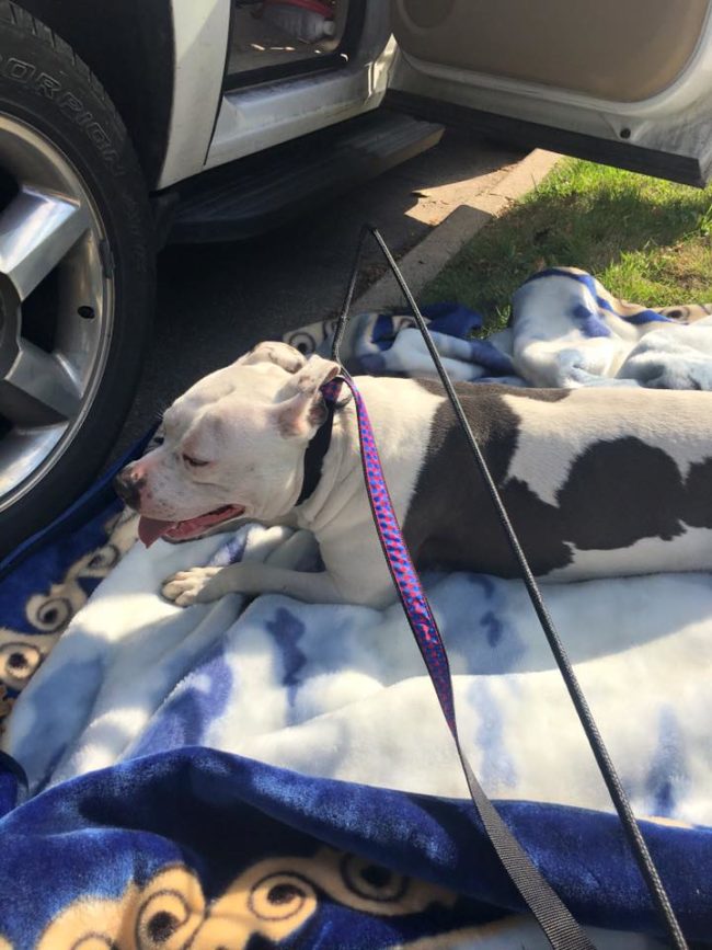 Oliver was able to get a leash on Boo and let him lay down on a nice, fuzzy blanket. "We just had a conversation, me and Boo," Oliver told <a href="https://www.buzzfeed.com/laurenstrapagiel/this-abandoned-dog-spent-a-month-waiting-for-owners-who-were?utm_term=.hqrPpEj8N#.vppRvlBNn" target="_blank">BuzzFeed News</a>. "I told him how this is going to go, how he'll never be hurt again."
