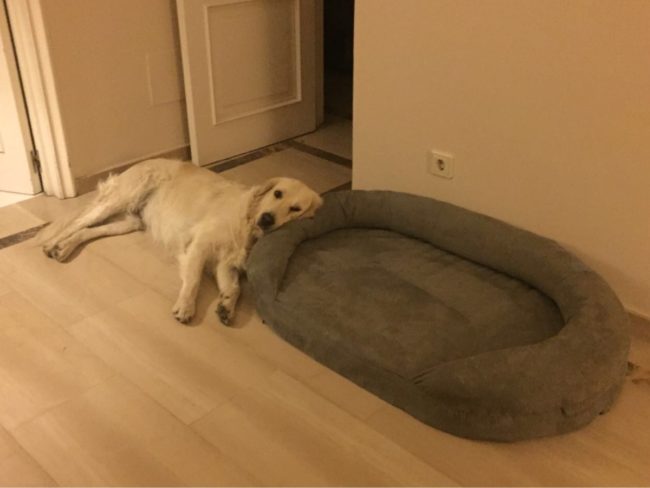 "$100 bed? No thanks, what I really wanted was a pillow."
